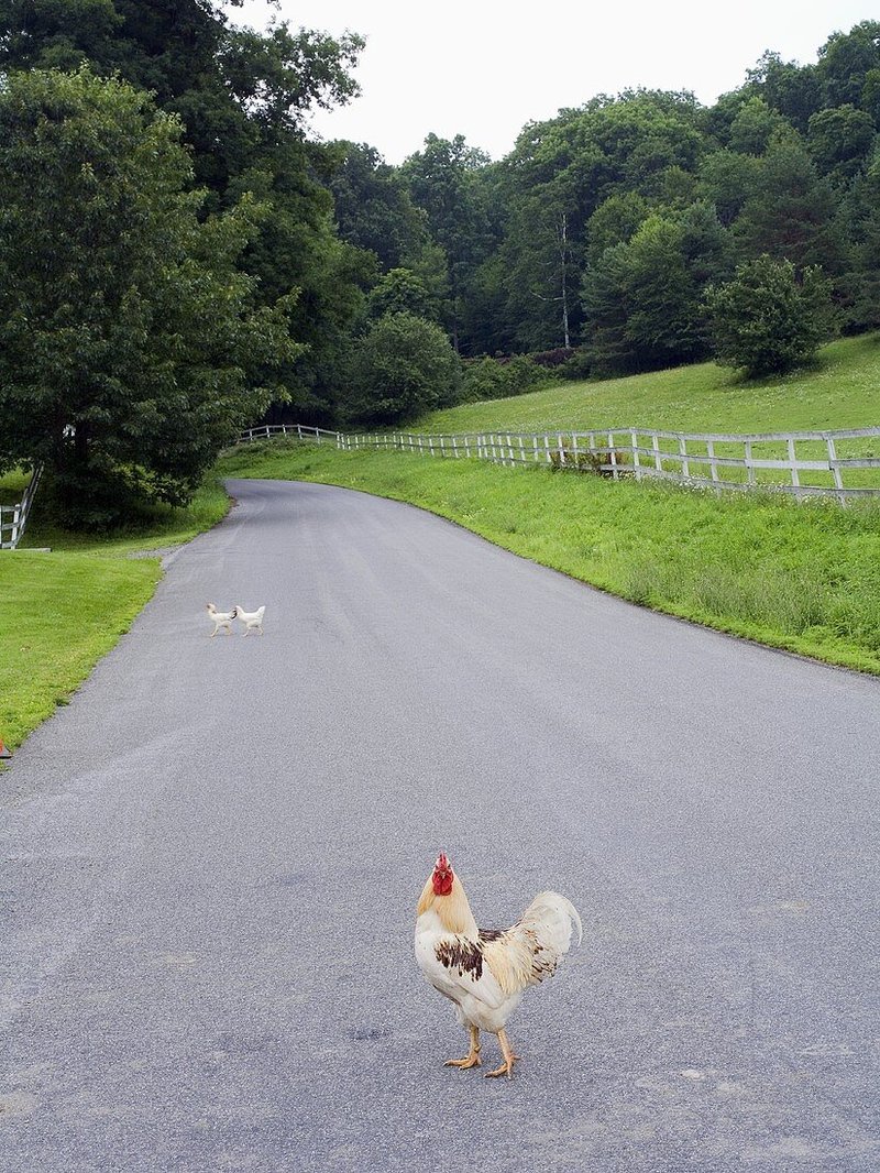 Chicken road gokkast in Netherlands